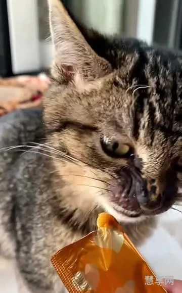 吃猫是什么意思(女生的猫是指身体的什么部位)