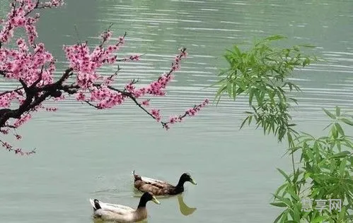 惠崇春江晚景的意思(惠崇春江晚景题目解析)