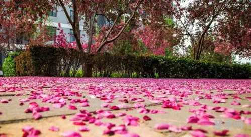 落花不是无情物(落花有意随流水,流水无心恋落)
