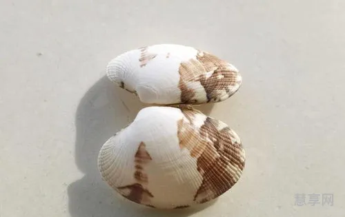 海边的小贝壳(海瓜子图片)
