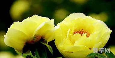 6月开什么花(六月最具代表性的花)