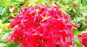 夏天开的花有什么(夏天最常见的十种花)