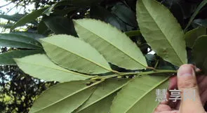 香叶是什么树的叶子(桂皮和香叶是一种树吗)