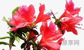 杜鹃花得红字(杜鹃花的寓意)