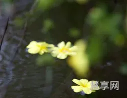 花自飘零水自流(花自飘零小说全文免费阅读)