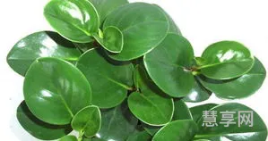碧玉的养殖方法(碧玉植物怎么养)