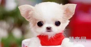 茶杯犬多少钱一只(宠物店加盟大概要多少钱)