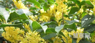 盆栽桂花树种植技术(桂花树盆栽怎么养)