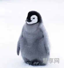 体型最大的企鹅是哪种(最大企鹅身高大约多少)