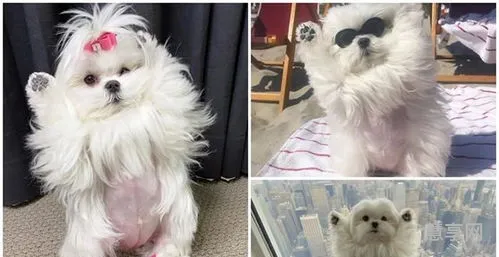 聪颖快捷打一国家(美国不敢打哪几个国家)