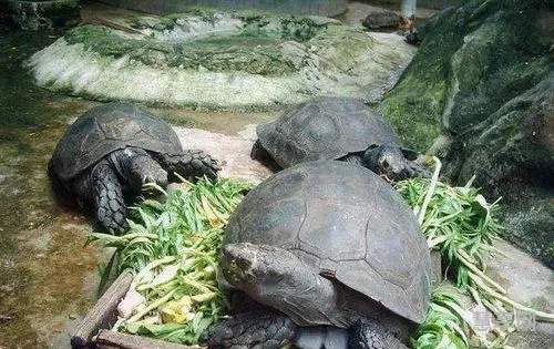 世界上体型最大的乌龟(世界上目前发现最大的一只龟)