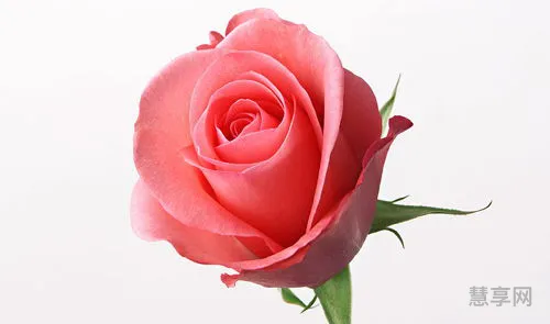 玫瑰花颜色的含义(月季和玫瑰花有什么区别)