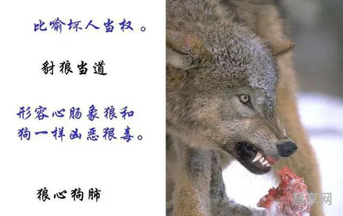 狼心狗肺的故事(狼奔豕突的故事概括)
