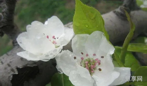 梨花带雨出处(梨花带雨的典故是谁)