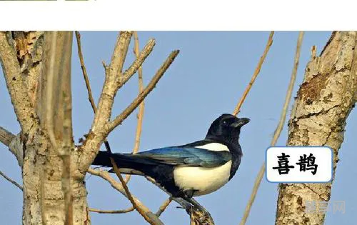 枫树上的喜鹊(枫树的喜鹊教学设计一等奖)