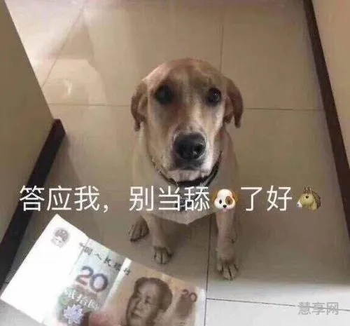 舔狗什么意思啊(怎么样才算是舔狗)