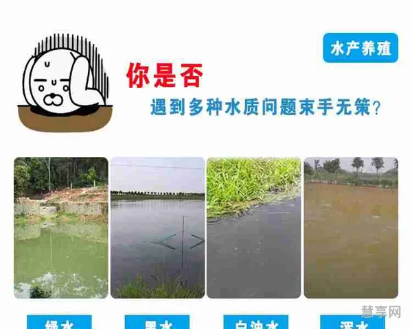 新鱼塘水浑浊怎么处理(鱼塘水浑浊怎样变清)