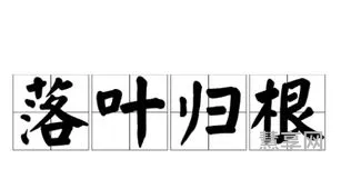 树高百尺叶落归根意思(树无根不长人无根不立的意思)