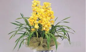 大花蕙兰如何养(大花蕙兰的养殖方法和注意事项)