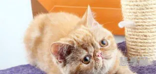 波斯猫和加菲猫(十大名贵猫 前十名)