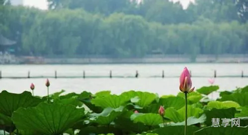 大明湖畔什么意思(大明湖畔的梗怎么回复)