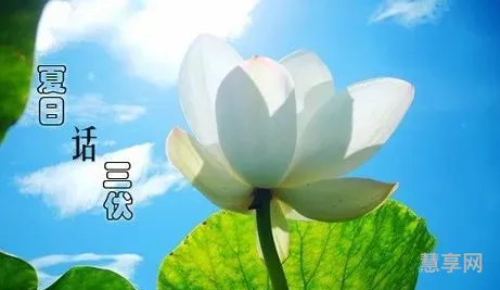 伏天是几月几号2020(几号入伏2021年几号初伏)