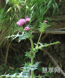 婆婆丁是什么(婆婆丁和蒲公英区别)