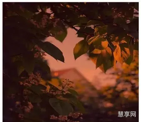 生如夏花般绚烂(生如夏花全诗原文)