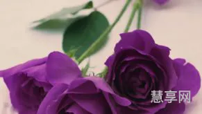 紫色玫瑰代表什么(紫玫瑰一般送什么人)