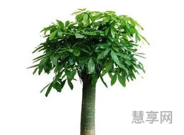 发财树怎么养才长得好(长寿花过敏是什么样子)