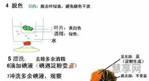 初中生物知识点(初中生物整理归纳)