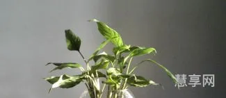 韭菜是一种什么类型的植物(韭菜是叶菜类还是根茎类)