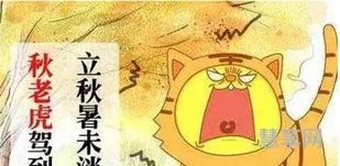 秋老虎是什么意思啊(秋老虎比喻什么人)