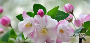 海棠花什么时候开(海棠花的花语)