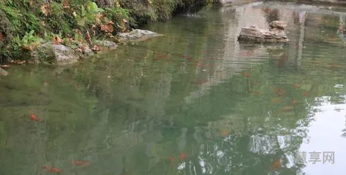 鱼塘的浑浊水怎样变清(鱼塘浑水快速变清澈方法)