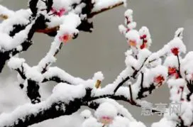 踏雪寻梅的意思是(踏雪寻梅下一句)