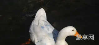 做鸭子是什么意思(男的当鸭子是啥意思啊)