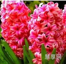 风信子的花语是什么(风信子经典语录)