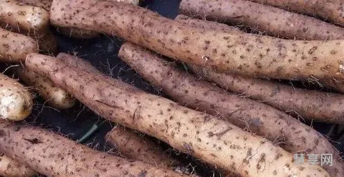 山药发芽了以后还能吃吗(山药发芽了怎么处理)