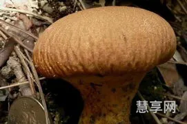牛溲马勃是什么生肖(虎背熊腰最佳的生肖)