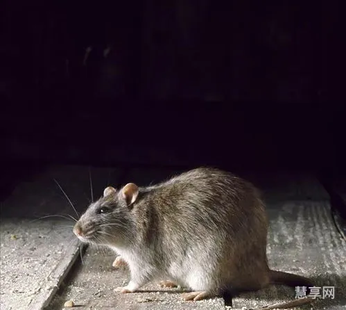 猫为什么吃老鼠(猫抓老鼠是天性吗)