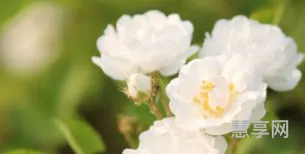 白蔷薇的花语(花语大全 寓意)