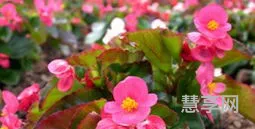 吸收甲醛的植物(家里除甲醛最好的植物)