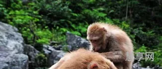 成群结伙的动物是什么生肖(石矾西畔问渔船指什么动物)