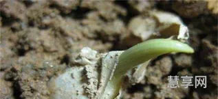 大蒜种植时间和方法(大蒜怎么种又粗又壮)