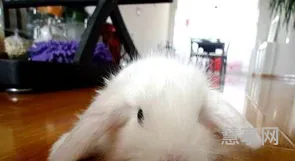 宠物兔怎么养(宠物兔最贵的品种)