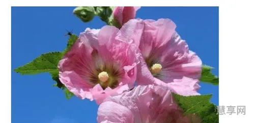 朋友圈晒花的心情短语(自己拍的花怎么配文字)
