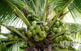 椰子靠什么传播种子?(椰子的种子图片)