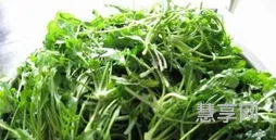 面条菜是什么菜(面条菜的营养价值)