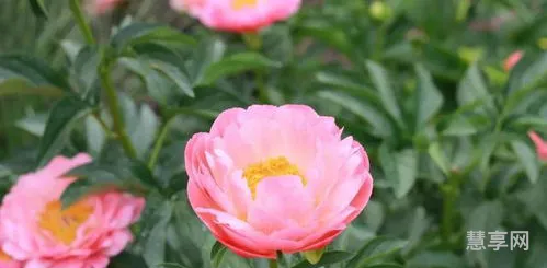芍药花的寓意和象征(芍药在佛教中的寓意)